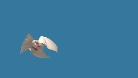 dove flying on blue sky background