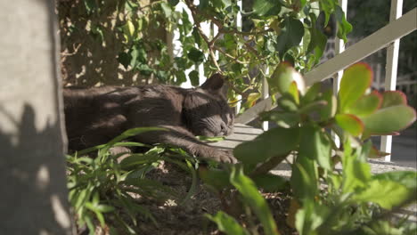 Faule-Süße-Schwarze-Katze,-Die-Im-Sommerhausgarten-Schläft