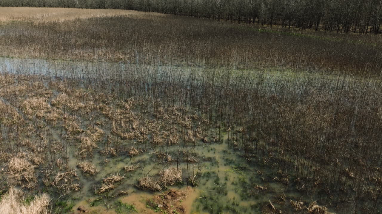 cañas secas y humedales en el área de vida silvestre de bell slough, arizona, ee.uu. - fotografía aérea de un dron