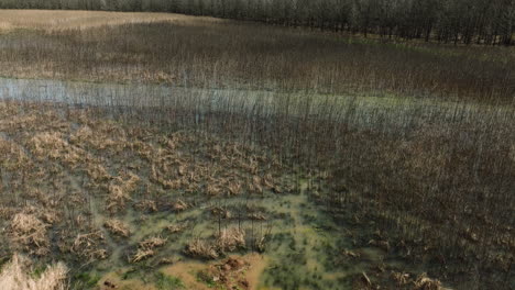 Dry-Reeds-And-Wetland-In-Bell-Slough-Wildlife-Area,-AR,-USA---Aerial-Drone-Shot