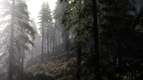 Calm-moody-forest-in-misty-fog-in-the-morning