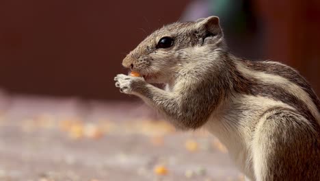 la ardilla de palma india o la ardilla de palma de tres rayas (funambulus palmarum) es una especie de roedor de la familia sciuridae que se encuentra naturalmente en la india (sur de las vindhyas) y sri lanka.