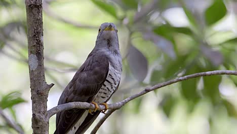 Indian-Cuckoo-perch-on-tree-branch-looking-to-the-right