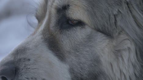 the look of the dog on the sides of the macro