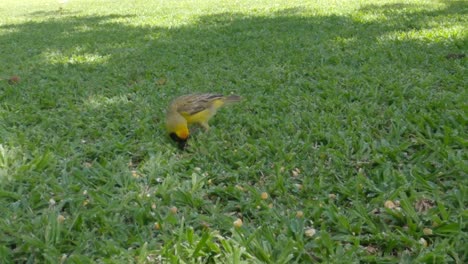 Pájaro-Amarillo-Sobre-Hierba-Verde-En-Un-Jardín-Comiendo-Semillas