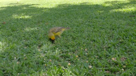 pájaro amarillo sobre hierba verde en un jardín comiendo semillas