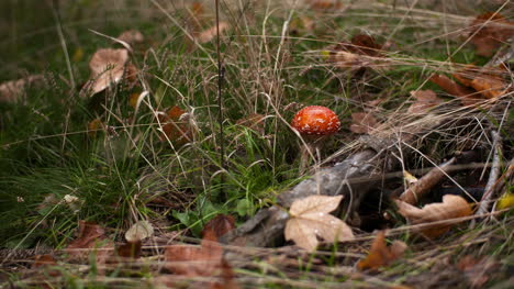 Gefährlicher-Roter-Fliegenpilz-Im-Wald-3