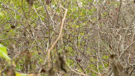 Drosselvogel,-Der-Versucht,-Sich-Im-Herbst-In-Blattloser-Vegetation-Mit-Saisonalen-Früchten-Zu-Verstecken