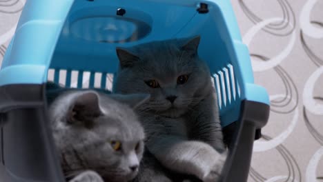 two british home gray cats are sitting in a carrier box, resting. 4k
