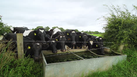 Vacas-Bebiendo-Agua-De-Un-Abrevadero-En-Un-Campo-De-Agricultores-Bajo-La-Lluvia