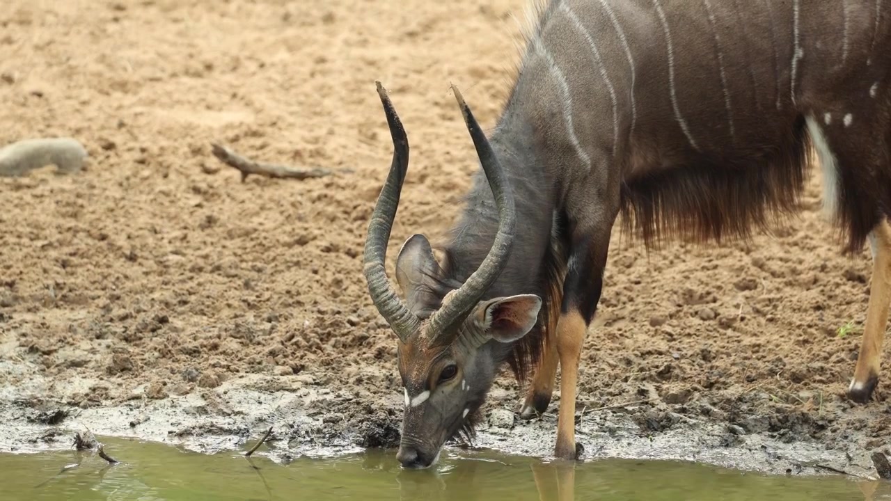 Nærbillede af en han-nyalas ansigt, mens den drikker ved et vandhul i Mkhuze Vildtreservat