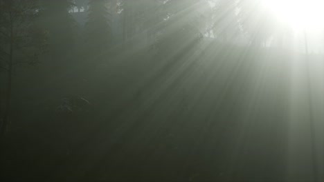 coniferous forest backlit by the fising sun on a misty