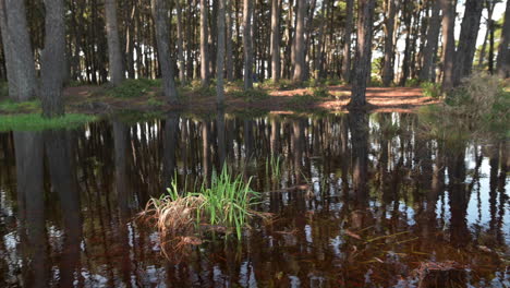 grass and trees reflections on puddle with a man walking through the woods in the background - tilt-up shot