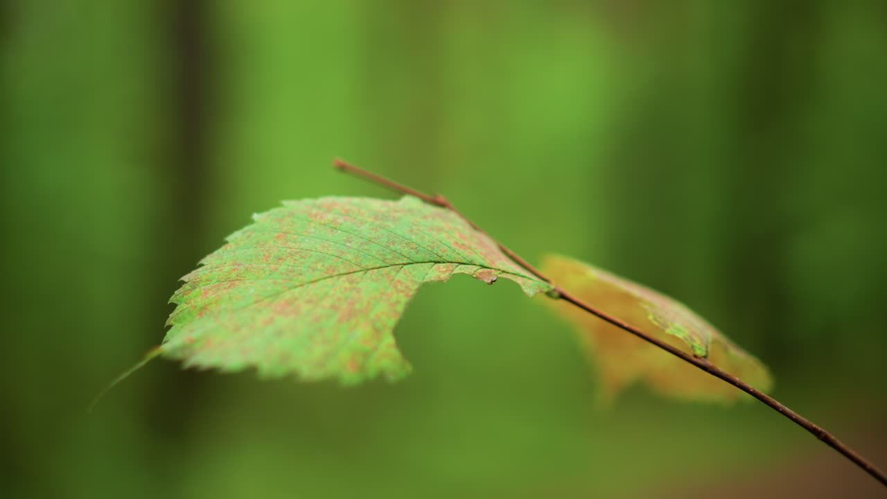 CloseUp Birch Leaf Against Blurred Forest Soft Morning Light On Serrated Margin, Delicate Veins Visible, Slender Twig Sway, Green Bokeh Backdrop, Subtle Seasonal Color Shift, Quiet Nature Moment