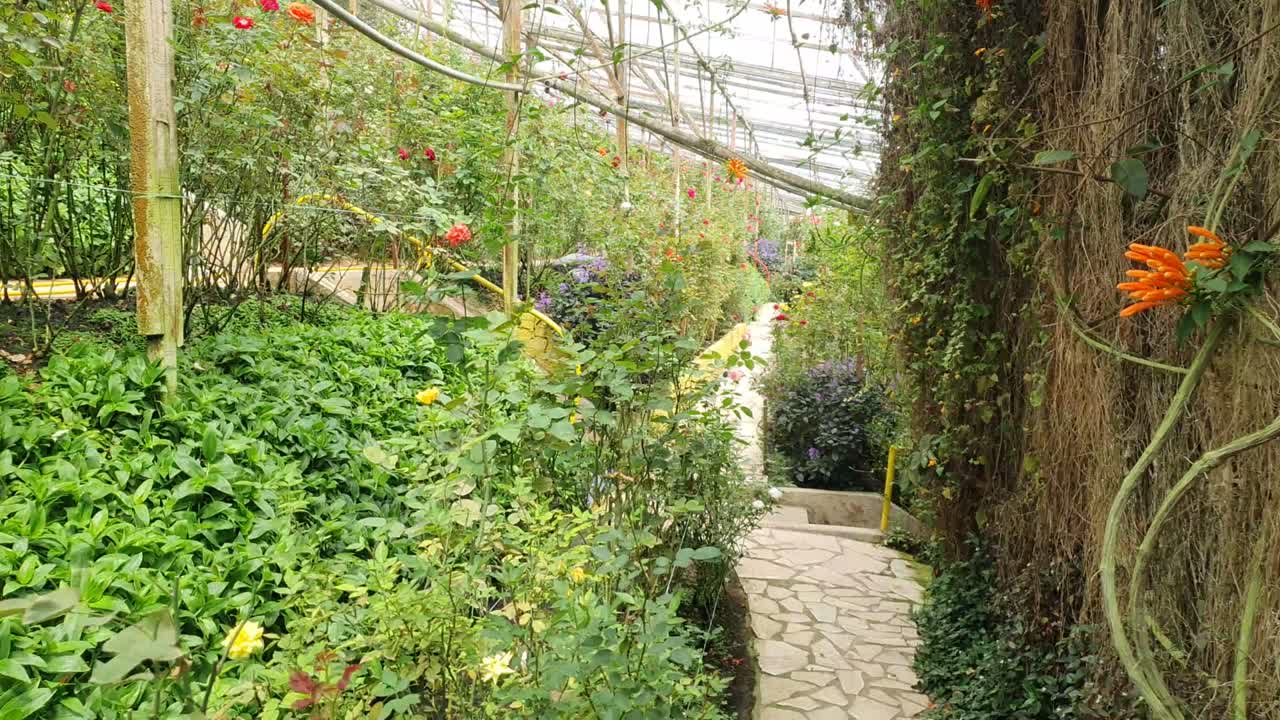 las hermosas flores y camas de hierba de cameron highlands, malasia.