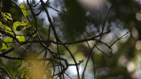 enfoque forestal 00