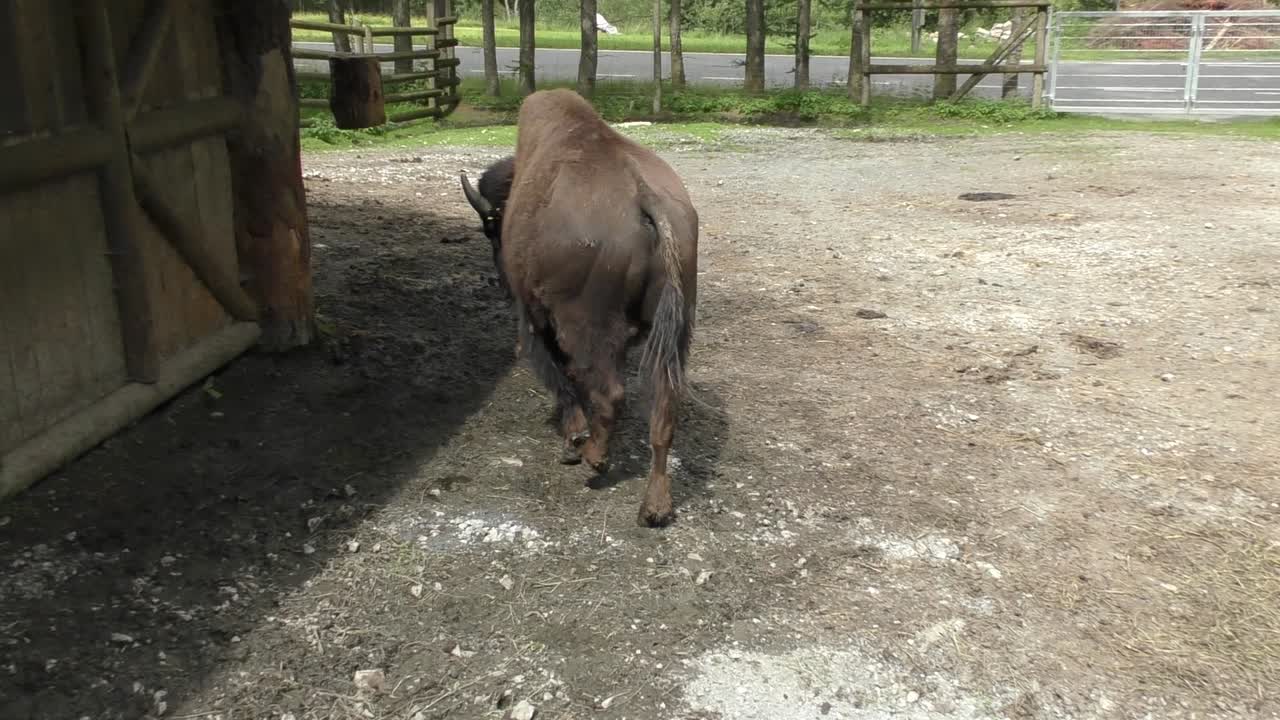 오스트리아의 낮에 헛간 옆을 걷고 있는 커다란 유럽 들소
