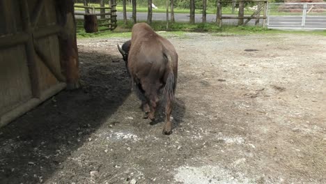 Large-European-Bison-Walking-Beside-The-Barn-At-Daytime-In-Austria