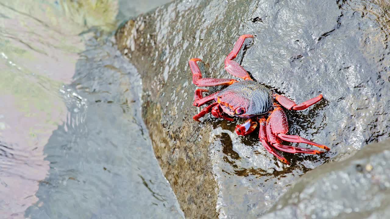 Crab explores shoreline rock during sunny day on Spain’s rugged coast close up