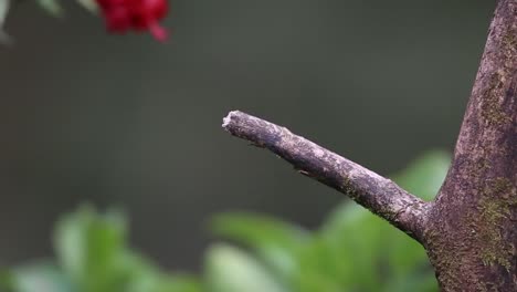 immerse yourself in the beauty of the wild with this close-up footage of a hume's white-eye in its natural forest habitat