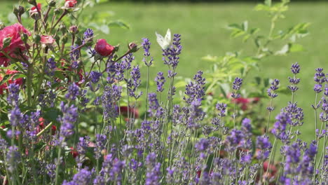 Zwei-Schmetterlinge-Tanzen-Auf-Lavendel-Und-Blumen