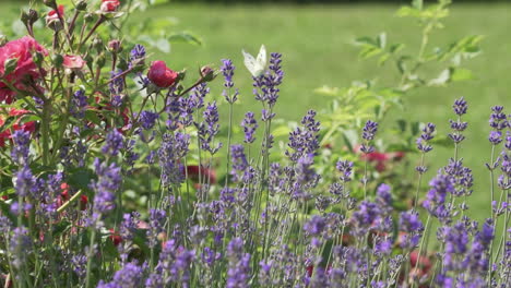 Dos-Mariposas-Bailando-Sobre-Lavanda-Y-Flores