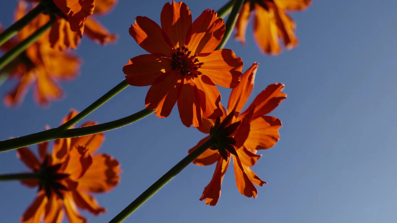 Fiori di cosmo arancioni vivaci che ondeggiano contro un cielo azzurro limpido
