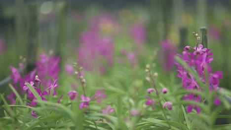 footage of lots of beautiful orchid in the farm