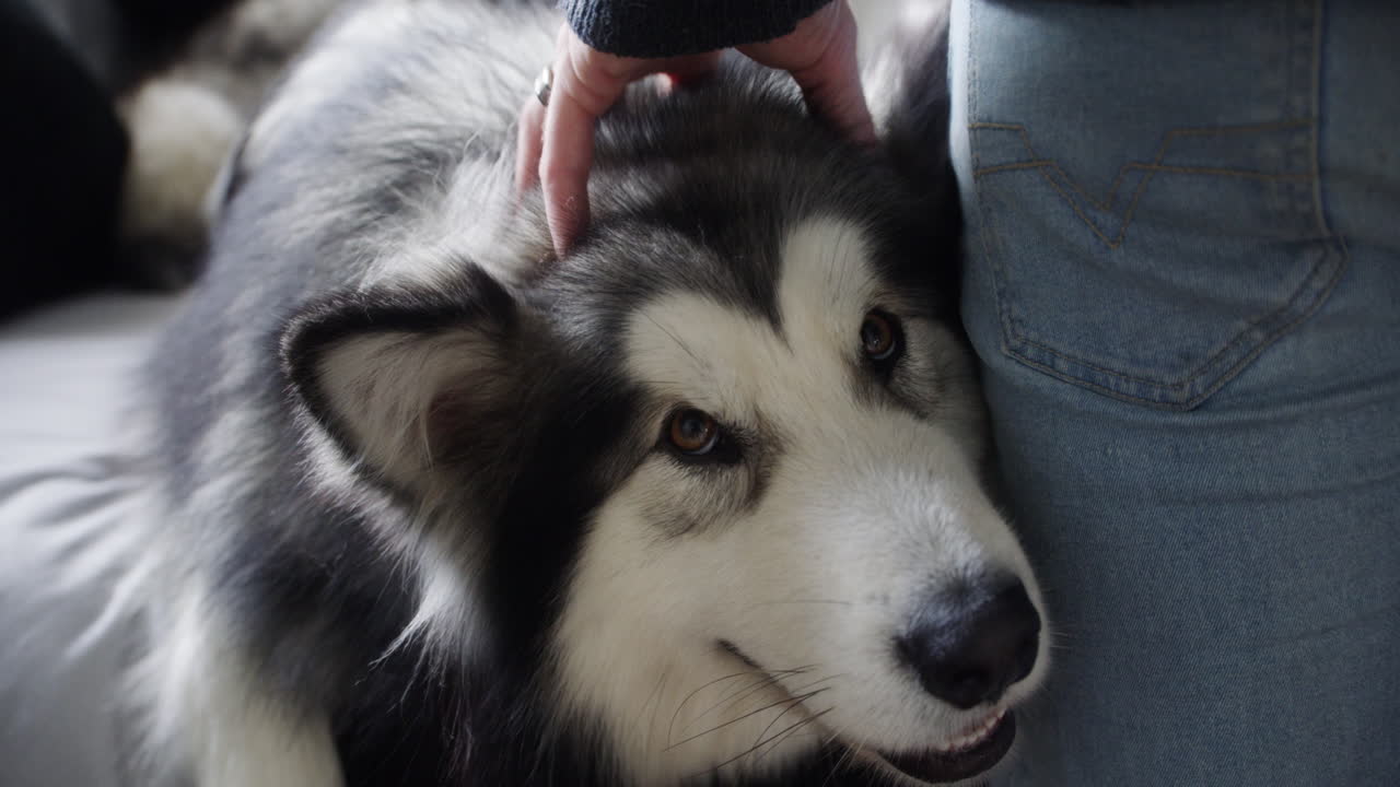 난 널  ⁇ 어, 털 진짜