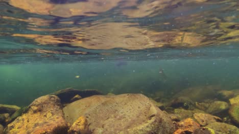 Eine-Unterwasseraufnahme-Von-Zwei-Cutthroat-Forellen,-Die-Aufsteigen,-Um-Sich-Von-Eintagsfliegen-An-Der-Wasseroberfläche-Zu-Ernähren