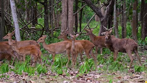 the eld's deer is an endangered species due to habitat loss and hunting