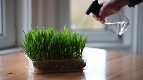 Spraying-water-on-Cat-Grass-at-home