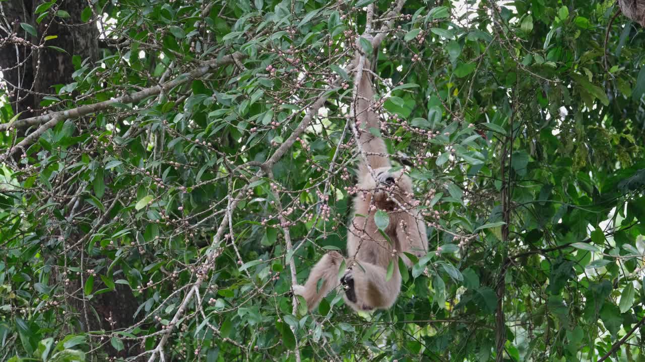 colgado de una rama pequeña rama, el gibón de manos blancas está ocupado eligiendo y comiendo los frutos maduros de un árbol dentro del parque nacional de khao yai, tailandia