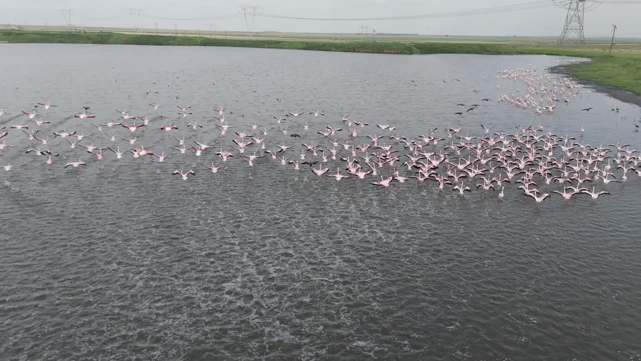 flamencos y otras aves que vadean despegan de la orilla de un lago en sudáfrica