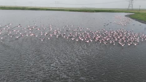 Los-Flamencos-Y-Otras-Aves-Zancudas-Despegan-De-La-Orilla-De-Un-Lago-En-Sudáfrica.