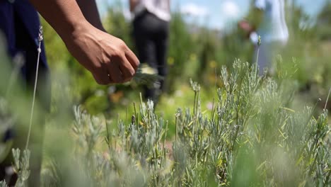 a hand delicately reaches for a fragrant rosemary plant growing in a lush farm setting