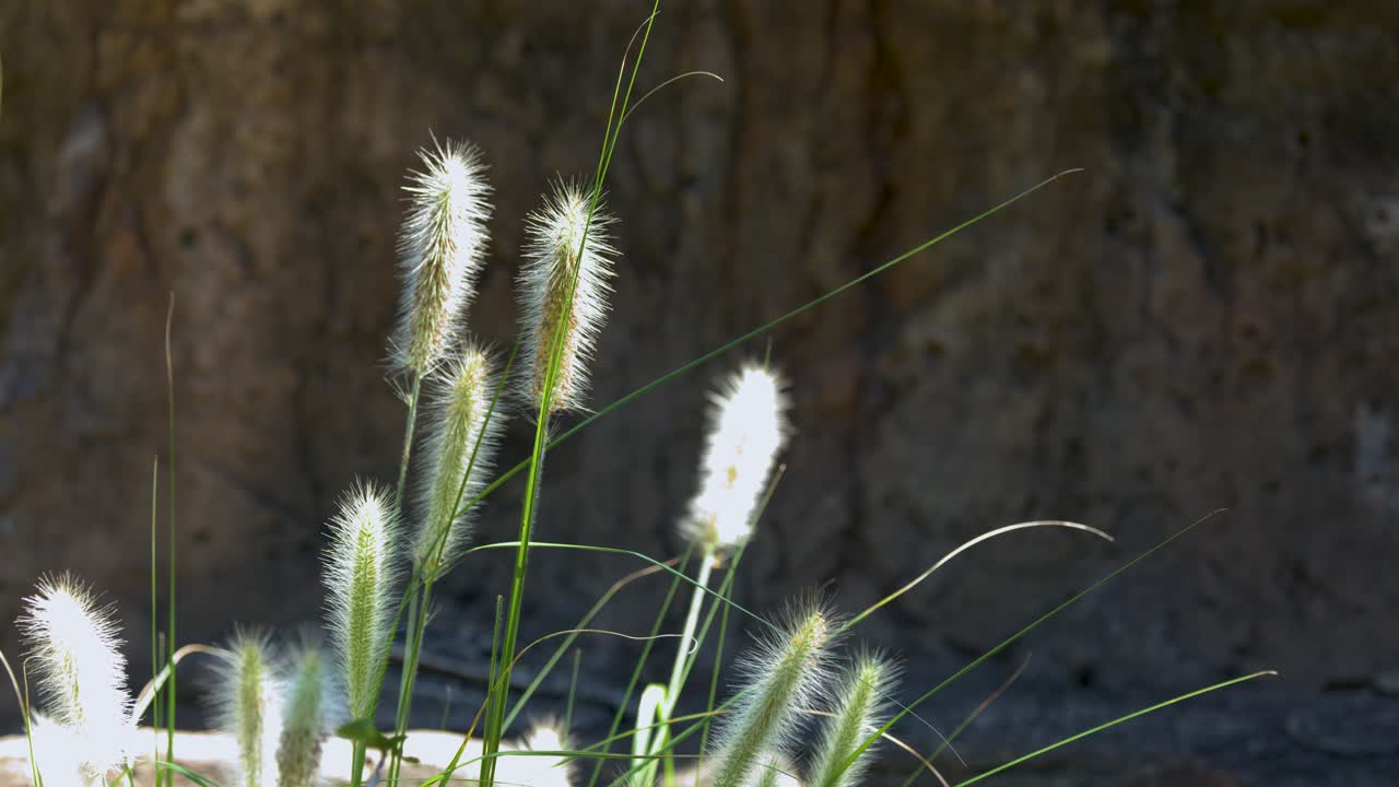 Primo piano di infiorescenze bianche di Pennisetum che ondeggiano su uno sfondo roccioso scuro e strutturato.