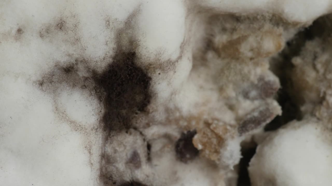 에 이, 클로즈업, 극심한 매크로, 회전