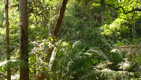 Beautiful-landscape-of-dense-green-jungle-on-sunny-summer-day