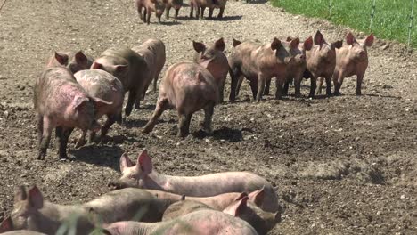 pigs breeding outdoors, bio, food