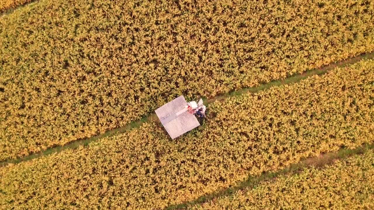 녹색과 비옥한 의 아름다움, 수확할 준비가 된