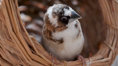 male society finch bird peeking out from wooden basket nest