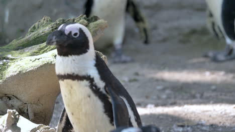 lindo pingüino blanco y negro caminando en el recinto del zoológico durante el día soleado, de cerca