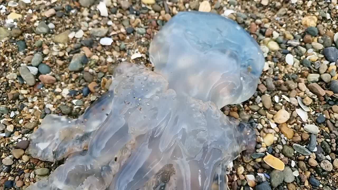 Dead transparent barrel jellyfish floating underwater on sandy gravel beach coastline close tilt up