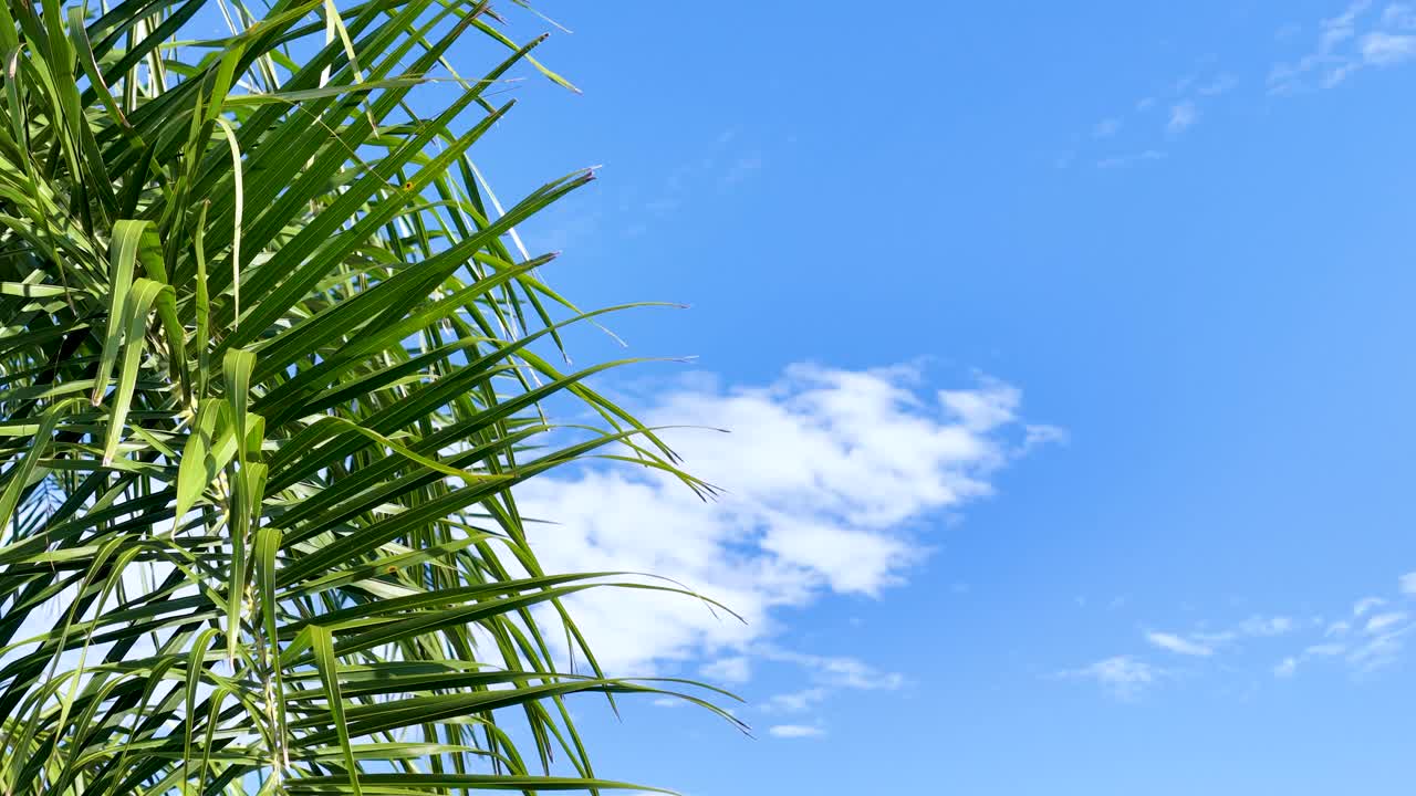 Camera tilts upward past palm fronds, revealing clear blue sky and scattered clouds, bright daylight
