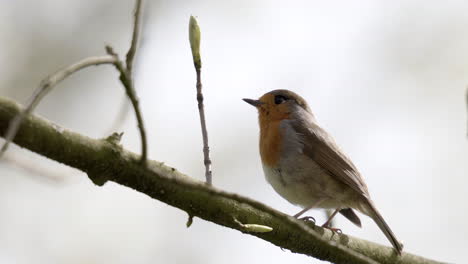 European-red-robin-sings-on-a-branch-in-springtime