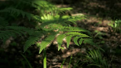 Fern-leaves-in-forest-in-sunlight,-fresh-greenery-in-nature