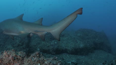 Grandes-Tiburones-De-Dientes-Irregulares-Manchados-Realizan-Una-Acción-Evasiva-Cuando-Nadan-Para-Acercarse-A-Un-Buzo