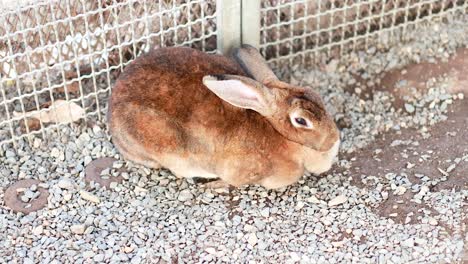 rabbit resting at khlong lat mayom market