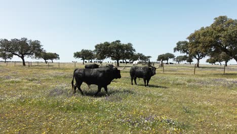 4K-Drone-Footage-Of-A-Cattle-Of-Bulls-In-A-Green-Field